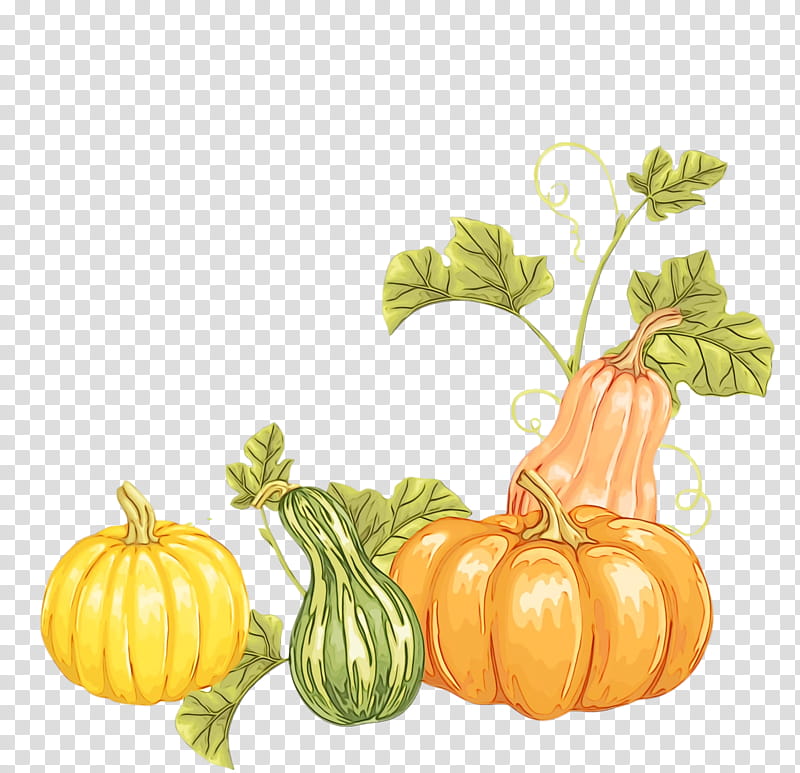 gourd winter squash patty pan cucurbits vegetable, Thanksgiving, Autumn, Harvest, Watercolor, Paint, Wet Ink, Field Pumpkin transparent background PNG clipart