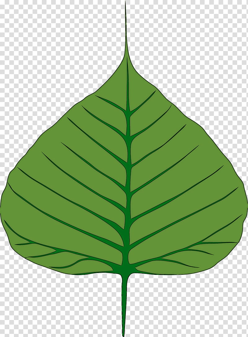 Bodhi Leaf Bodhi Day Bodhi, Green, Plant, Tree, Flower, Anthurium transparent background PNG clipart