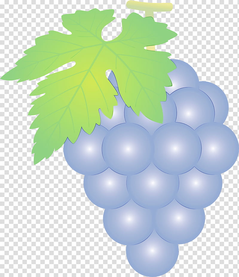 grape seedless fruit grapevine family grape leaves leaf, Grapes, Watercolor, Paint, Wet Ink, Vitis, Plant, Tree transparent background PNG clipart