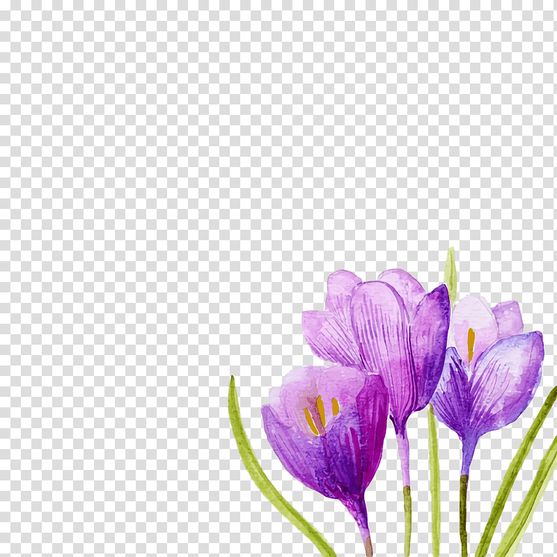 Lavender, Plant Stem, Herbaceous Plant, Crocus M, Petal, Lilac M, Wildflower transparent background PNG clipart