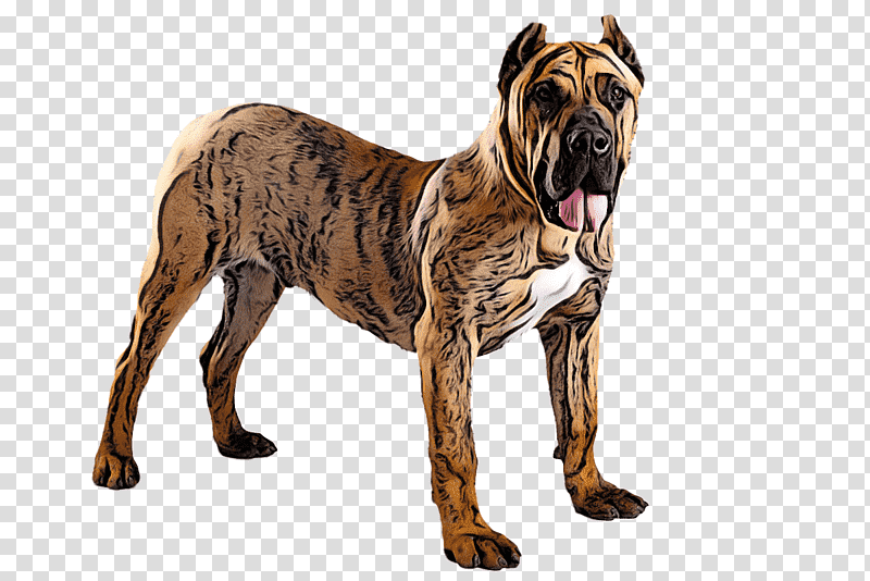 boerboel snout breed groupm, Dog, Biology, Science transparent background PNG clipart