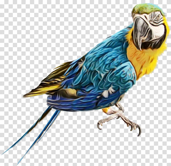 budgerigar true parrot birds scarlet macaw macaw, Watercolor, Paint, Wet Ink, Cockatoos, Passerine, Parakeet transparent background PNG clipart