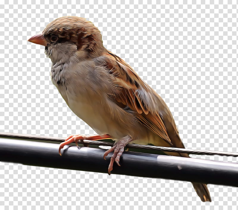bird, House Sparrow, Beak, Chipping Sparrow, Songbird, Perching Bird, Emberizidae, Finch transparent background PNG clipart