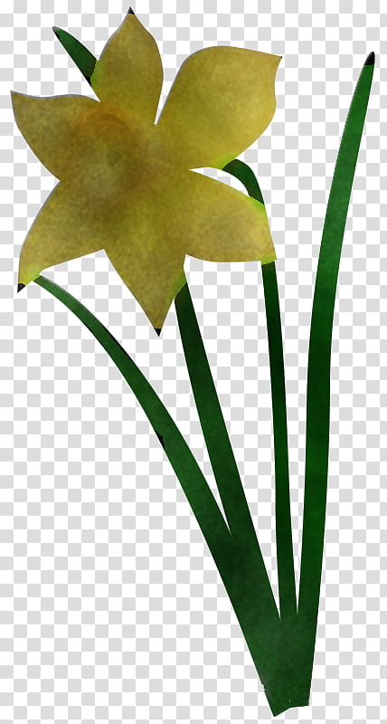 flower plant yellow petal pedicel, Houseplant, Terrestrial Plant, Narcissus, Plant Stem, Hippeastrum, Amaryllis Family transparent background PNG clipart