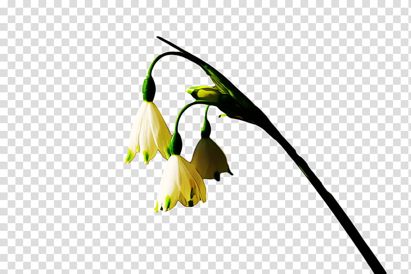 spring flower spring floral flowers, Plant, Snowdrop, Summer Snowflake, Leaf, Plant Stem, Pedicel, Bud transparent background PNG clipart