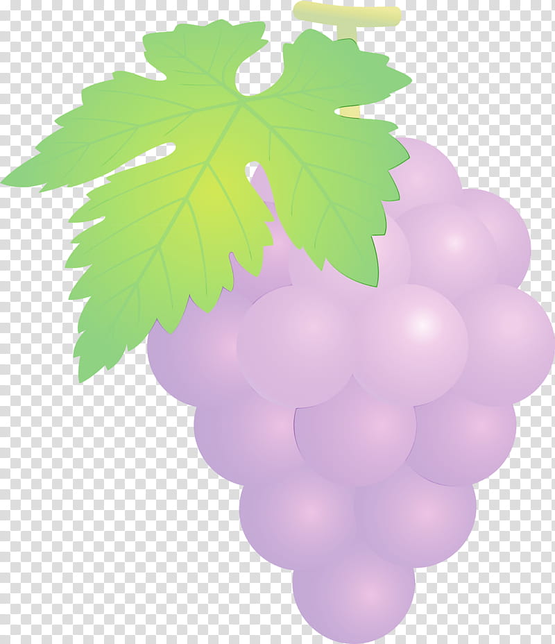 grape grape leaves green grapevine family leaf, Grapes, Fruit, Watercolor, Paint, Wet Ink, Seedless Fruit, Vitis transparent background PNG clipart