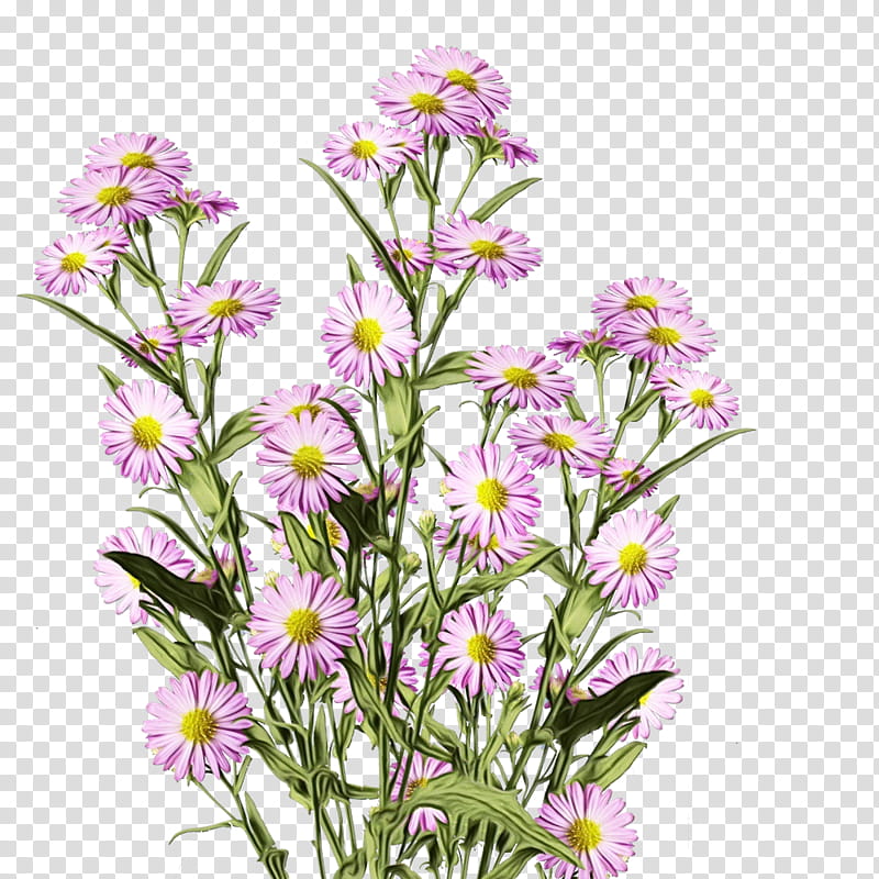 Floral design, Watercolor, Paint, Wet Ink, Marguerite Daisy, Annual Plant, Purple, Petal transparent background PNG clipart