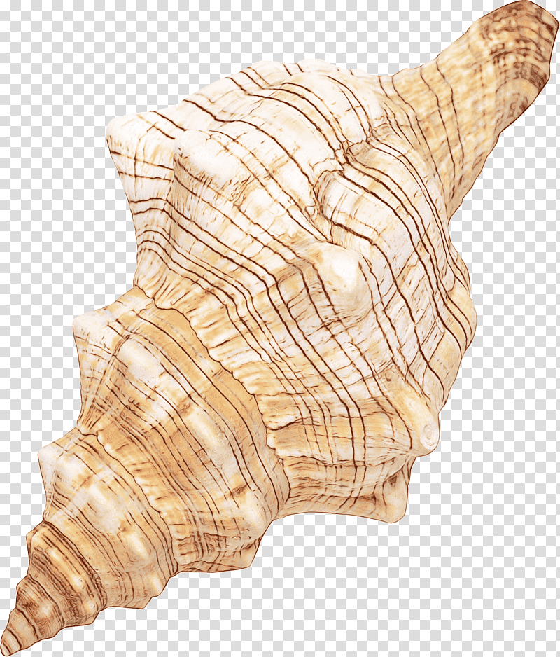 seashell conchology shankha conch /m/083vt, Watercolor, Paint, Wet Ink, M083vt, Wood transparent background PNG clipart