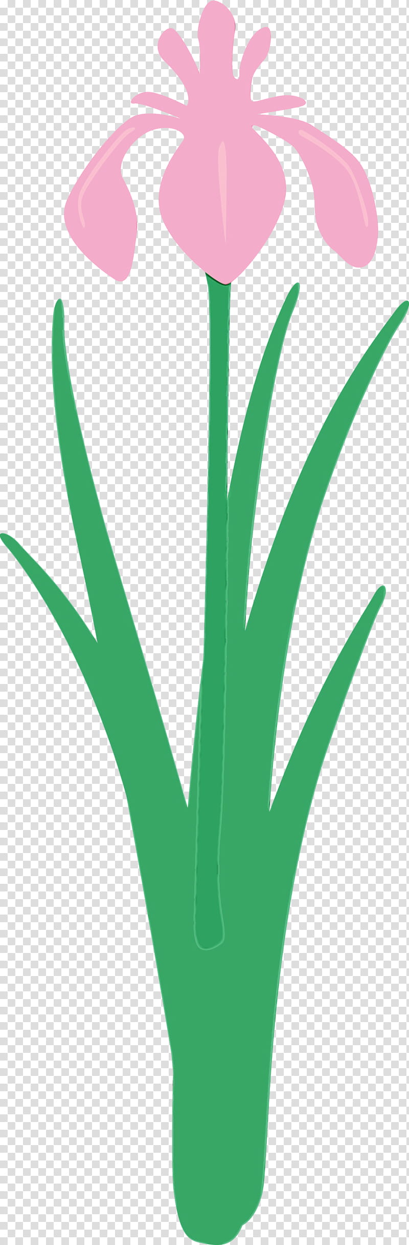 green leaf grass grass family plant, Iris Flower, Spring Flower, Watercolor, Paint, Wet Ink, Logo, Aloe transparent background PNG clipart