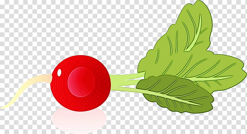 leaf leaf vegetable radish flower fruit, Watercolor, Paint, Wet Ink, Science, Biology, Plant Structure, Plants transparent background PNG clipart