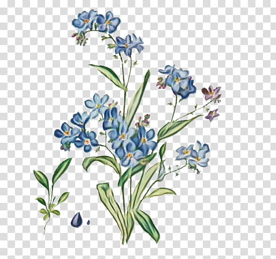 Watercolor Flower, Wood Forgetmenot, Alpine Forgetmenot, Drawing, Watercolor Painting, Plants, Borages, Scorpion Grasses transparent background PNG clipart