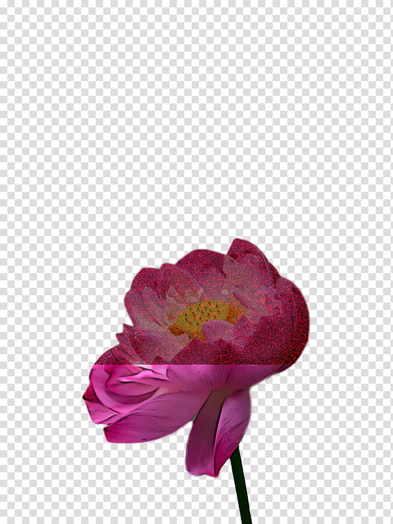 Lotus Flower Summer Flower, Petal, Floral Design, Plant Stem, Cut Flowers, Leaf, Rose, Flower Bouquet transparent background PNG clipart