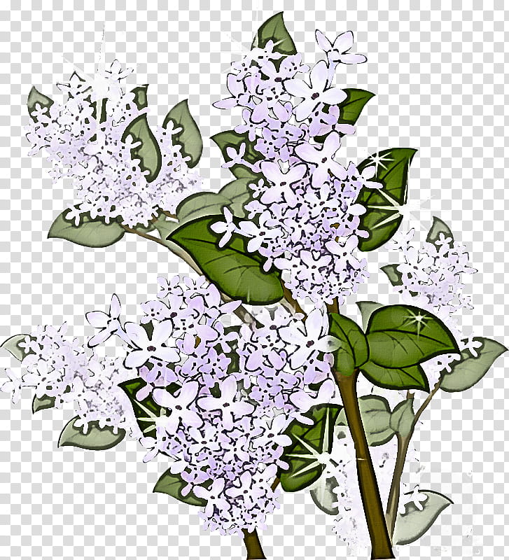 Lavender, Flower, Lilac, Plant, Cut Flowers, Buddleia, Dendrobium transparent background PNG clipart