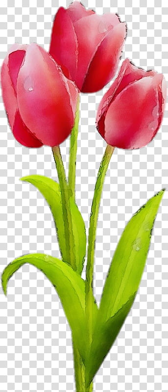 flower tulip plant petal tulipa humilis, Watercolor, Paint, Wet Ink, Pink, Bud, Cut Flowers, Closeup transparent background PNG clipart