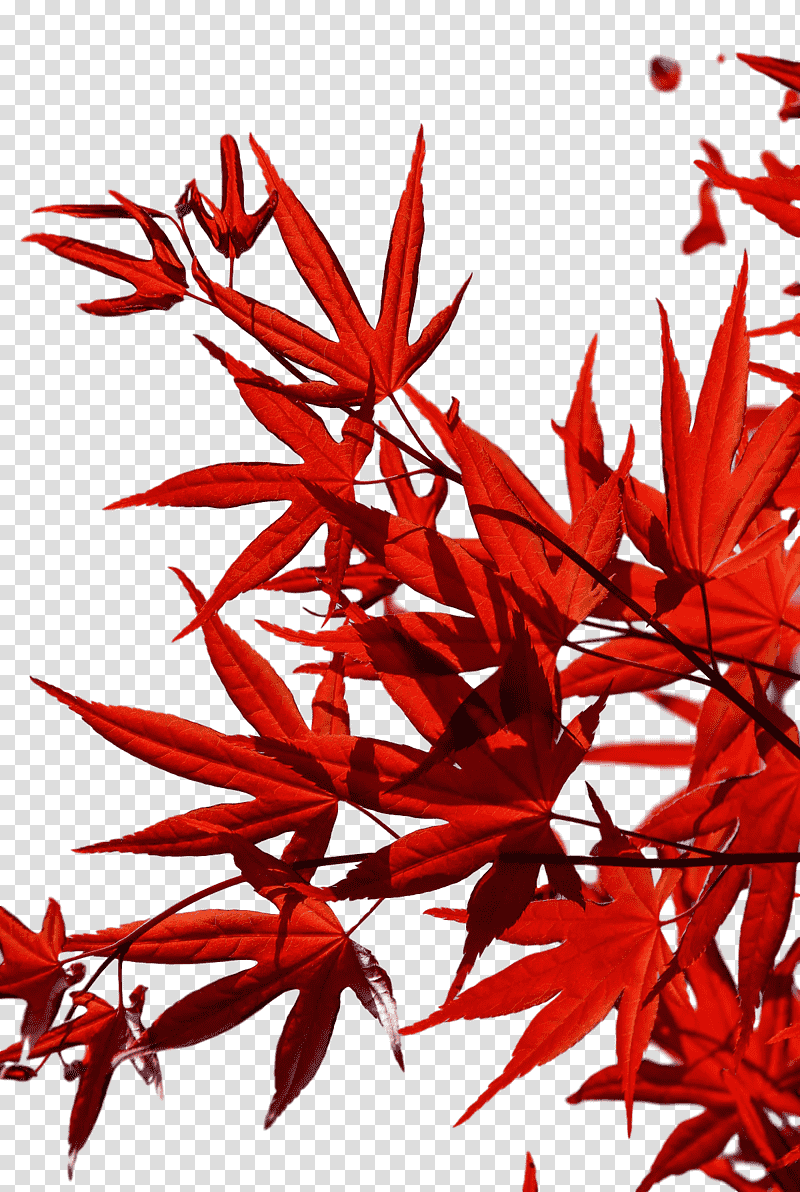leaf flower twig maple leaf / m red, Maple Leaf M, Line, Plants, Plant Structure, Science, Mathematics transparent background PNG clipart