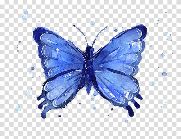 moths and butterflies butterfly insect pollinator blue, Common Blue, Lycaenid, Brushfooted Butterfly, Holly Blue, Celastrina, Symmetry, Polyommatus transparent background PNG clipart