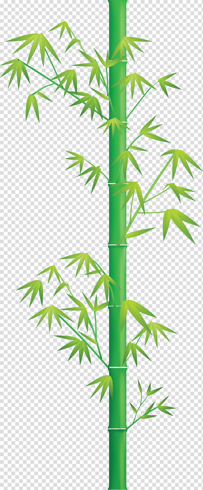 bamboo leaf, Plant, Plant Stem, Tree, Hemp Family, Terrestrial Plant, Flower transparent background PNG clipart