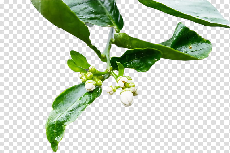 Fruit tree, Leaf, Plant Stem, Branch, Plant Pathology, Herbaceous Plant, Deciduous, Biological Pest Control transparent background PNG clipart