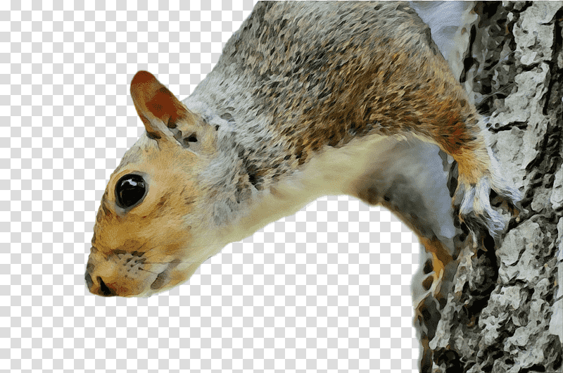 squirrels chipmunks dog fox squirrel nature, Watercolor, Paint, Wet Ink, Park, Eastern Gray Squirrel, Trunk transparent background PNG clipart