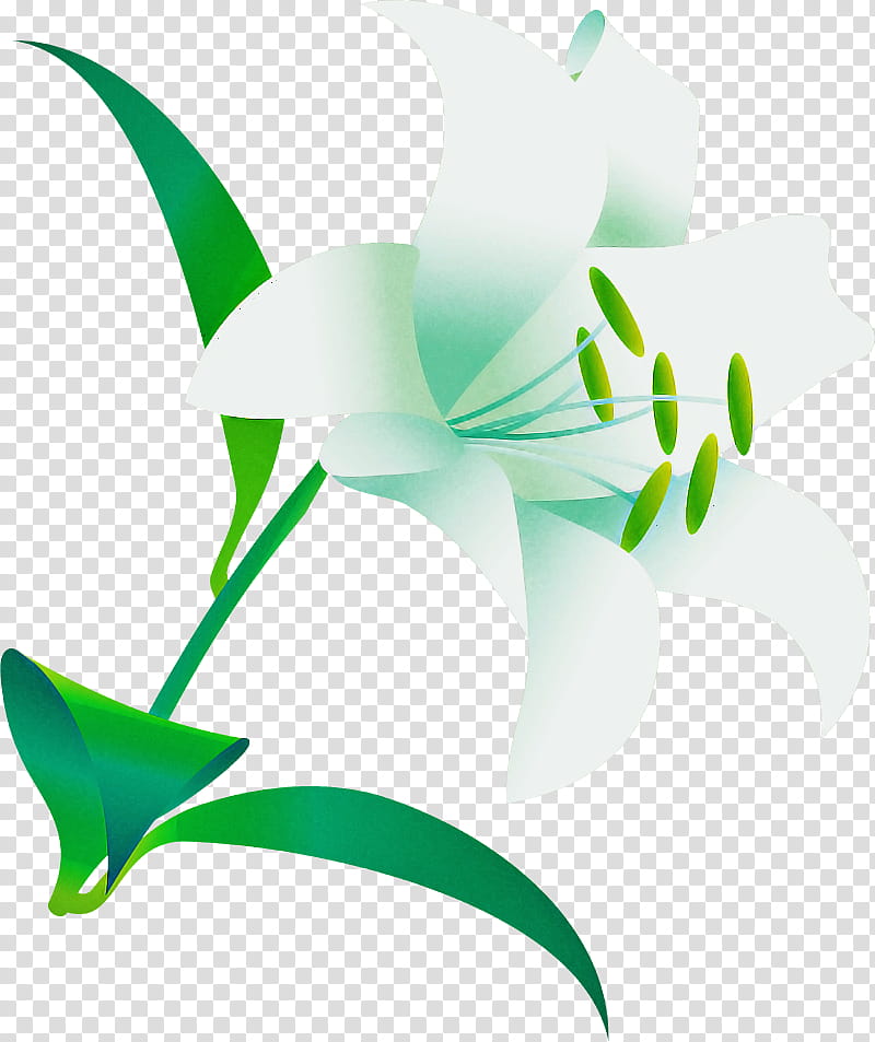 Lily Flower, Plant Stem, Leaf, Green, Line, Plants, Science, Biology transparent background PNG clipart