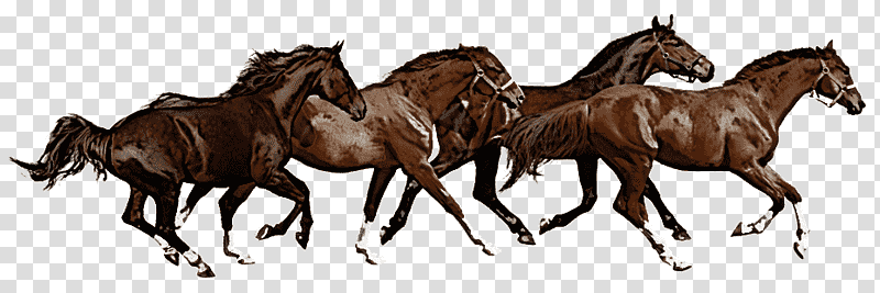 mustang american paint horse thoroughbred arabian horse stallion, Mare, Miniature Horse, White Horse, American Quarter Horse, Foal, Horse Racing transparent background PNG clipart