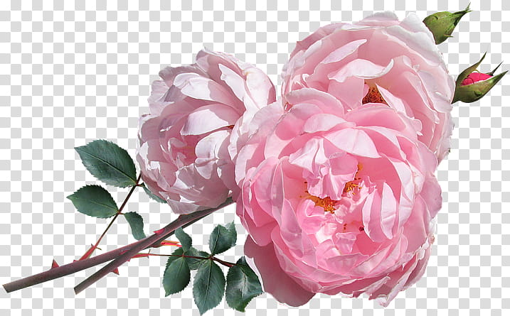 Garden roses, Flower, Pink, Plant, Common Peony, Petal, Rose Family, Floribunda transparent background PNG clipart