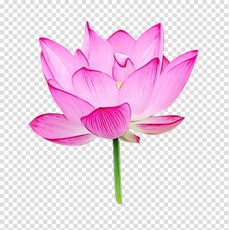 plant stem sacred lotus cut flowers nelumbonaceae petal, Watercolor, Paint, Wet Ink, Herbaceous Plant, Proteales, Plants, Plant Structure transparent background PNG clipart