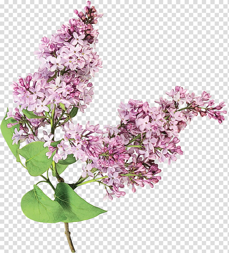 flower lilac plant lilac purple, Watercolor, Paint, Wet Ink, Branch, Cut Flowers, Blossom transparent background PNG clipart