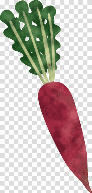 radish, Vegetable, Leaf, Beetroot, Leaf Vegetable, Turnip, Daikon transparent background PNG clipart thumbnail