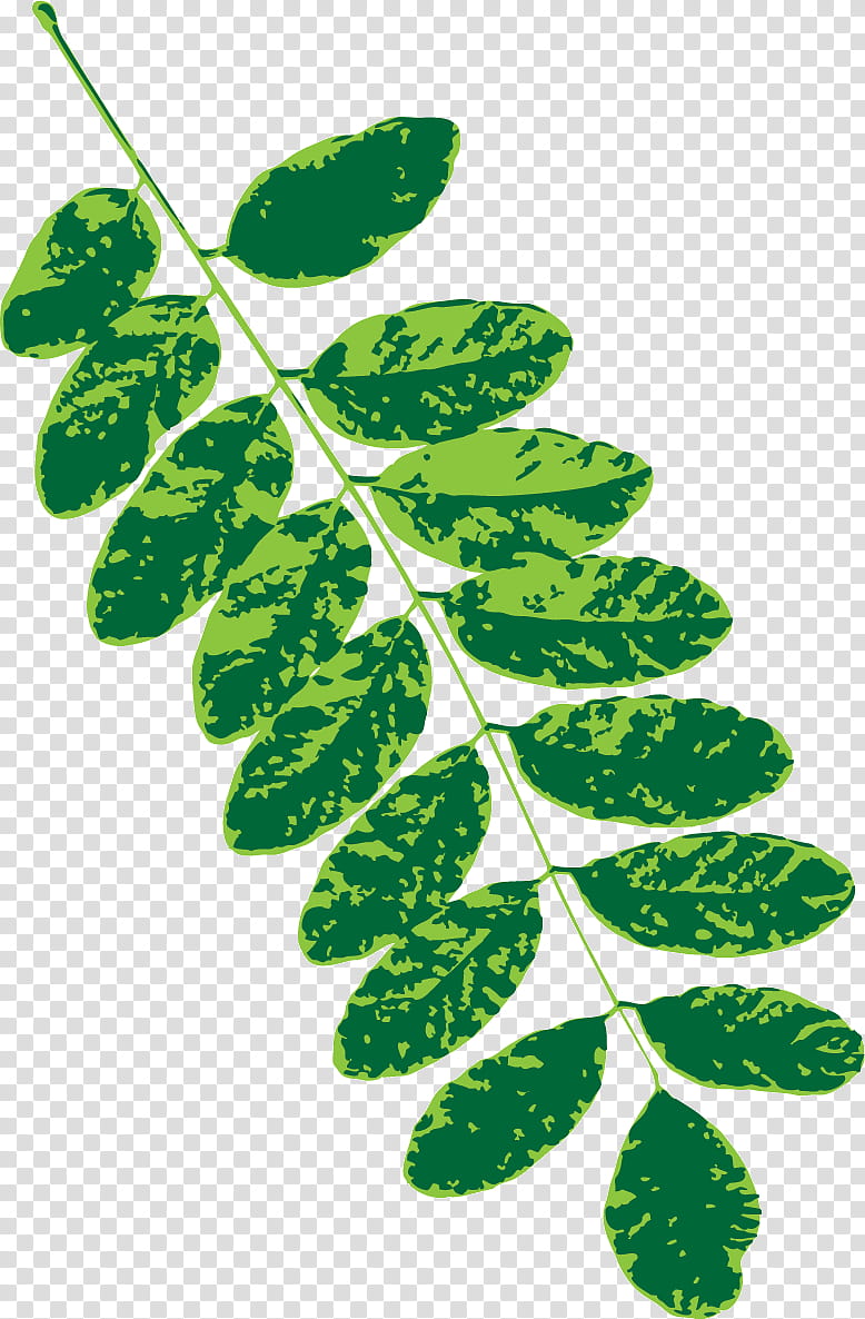 plant stem branch leaf subshrub herbal medicine, Plants, Science, Plant Structure, Biology transparent background PNG clipart