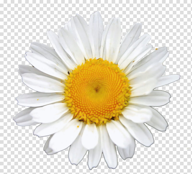 common daisy chamomile oxeye daisy library, Royaltyfree, Library, Daisy Family, Marguerite Daisy transparent background PNG clipart