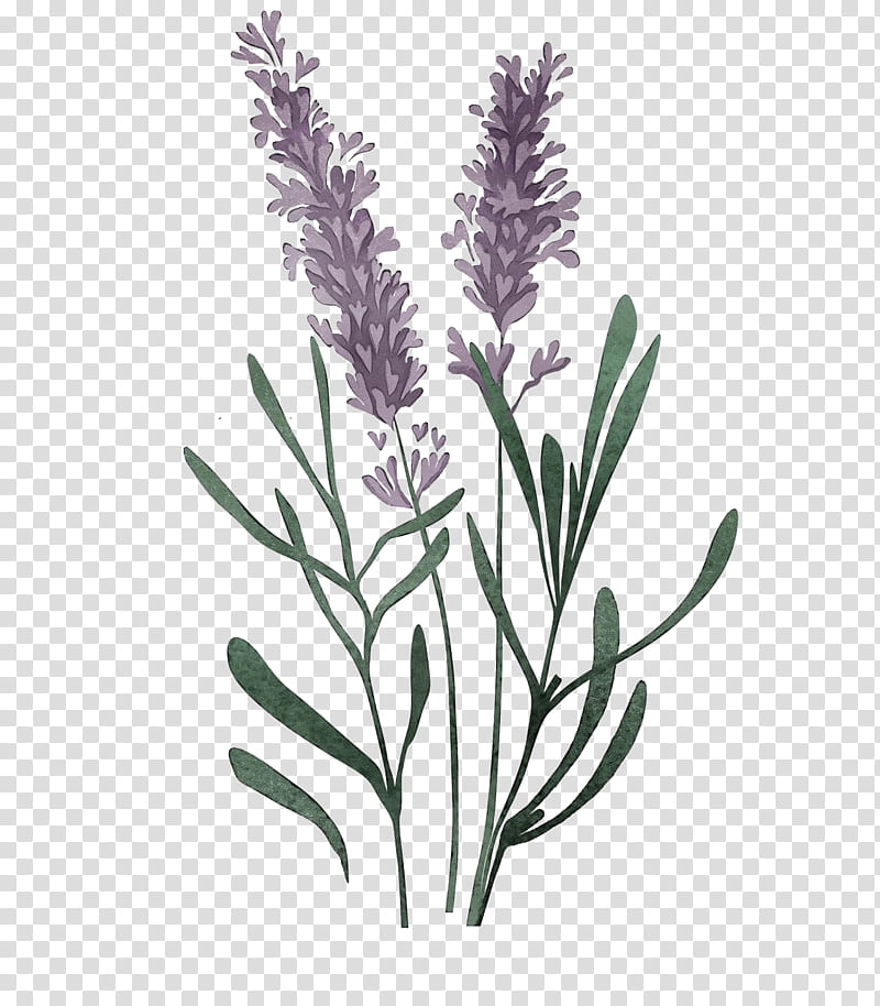 Lavender, Watercolor, Paint, Wet Ink, English Lavender, French Lavender, Plant Stem, Flowerpot transparent background PNG clipart