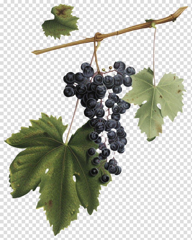 common grape vine wine red wine grape grape leaves, Grapevines, Juice, Fruit, Vineyard, Vinho Comum, Raisin, Seedless Fruit transparent background PNG clipart