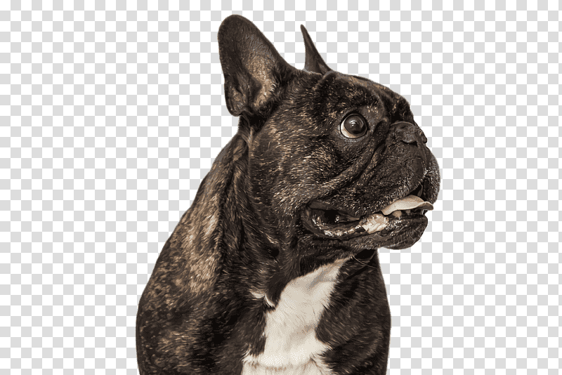French Bulldog, Olde English Bulldogge, Old English Bulldog, Toy Bulldog, Valley Bulldog, Alapaha Blue Blood Bulldog, Snout transparent background PNG clipart