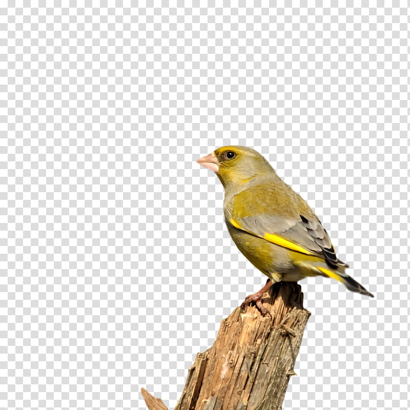 Feather, Domestic Canary, Ortolan Bunting, House Sparrow, Beak, Old World Sparrow transparent background PNG clipart