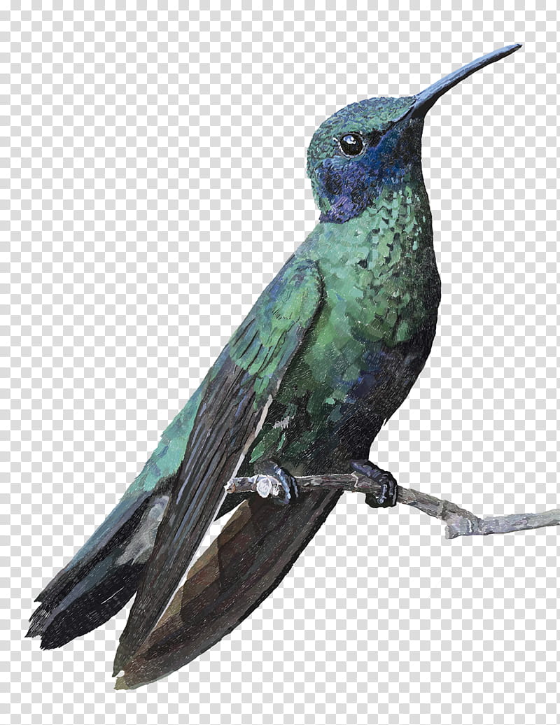 Hummingbird, Beak, Purple Martin, Jacamar, Coraciiformes transparent background PNG clipart