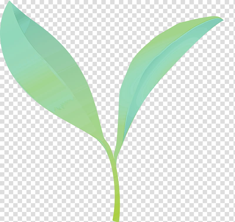 tea leaves leaf spring, Spring
, Flower, Plant, Lily Of The Valley, Grass, Plant Stem, Eucalyptus transparent background PNG clipart