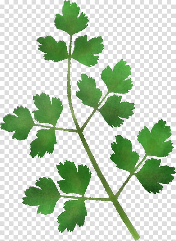 Parsley, Coriander, Plant Stem, Leaf, Subshrub, Branch, Herbal Medicine, Plants transparent background PNG clipart