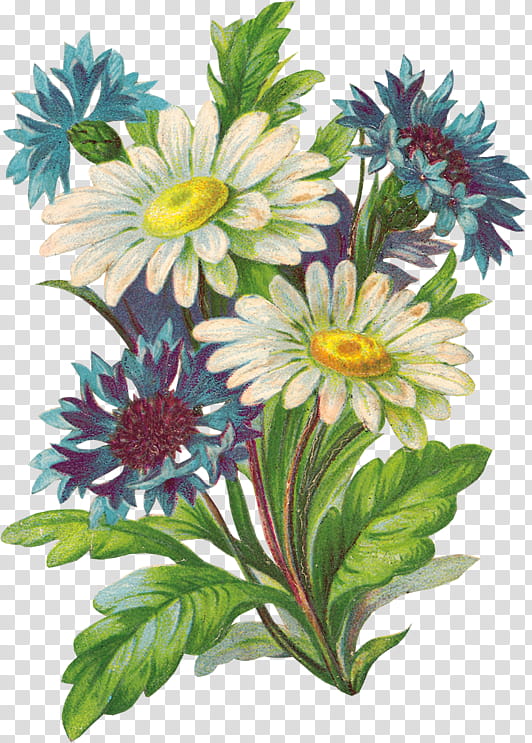 Floral design, Flower, Plant, Gazania, Petal, African Daisy, Bouquet, Cut Flowers transparent background PNG clipart