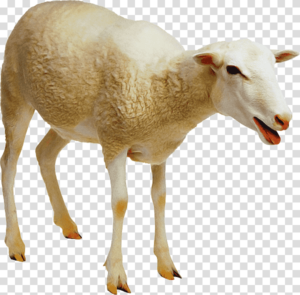 goat sheep farming jacob sheep live sheep–goat hybrid, Live, Bovidae, Agriculture, Milking, Sheep Yellow transparent background PNG clipart