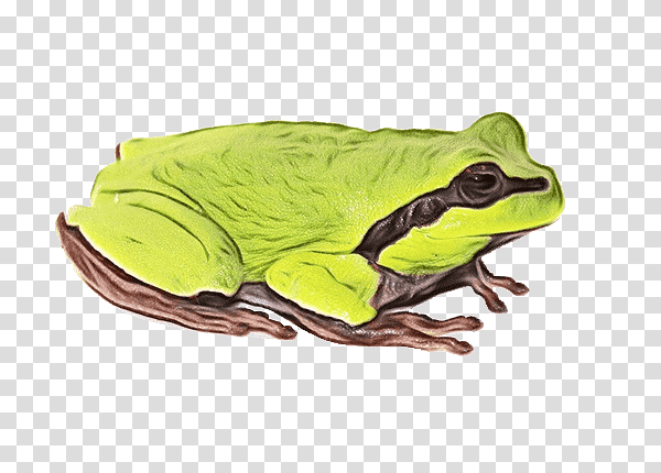 true frog american bullfrog frogs toad tree frog, Watercolor, Paint, Wet Ink, Terrestrial Plant, Amphibians, Science transparent background PNG clipart