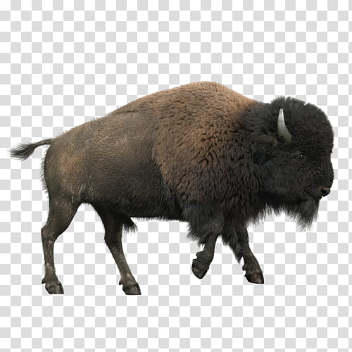 bison snout boar bovine live, Live, Suidae transparent background PNG clipart