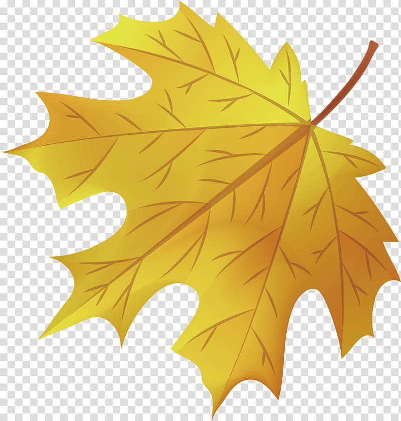 Maple leaf, Yellow, Plane Trees, Plane Tree Family, Plant Structure, Science, Biology, Plants transparent background PNG clipart