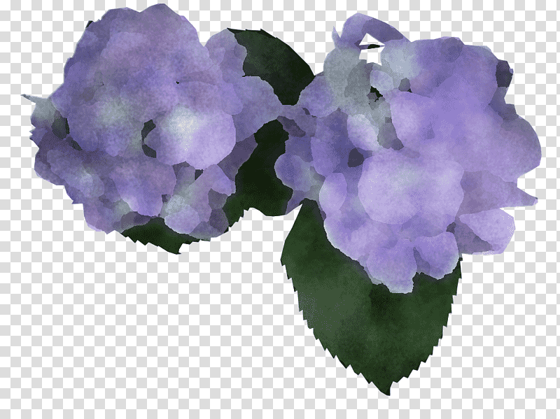 Lavender, Hydrangea, Violaceae, Flower, Hydrangeaceae, Cornales transparent background PNG clipart