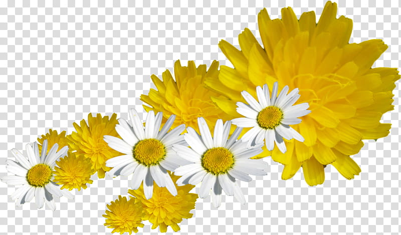 Dandelion, Common Daisy, Flower, Oxeye Daisy, Chrysanthemum, Petal, Yellow, 1875white transparent background PNG clipart