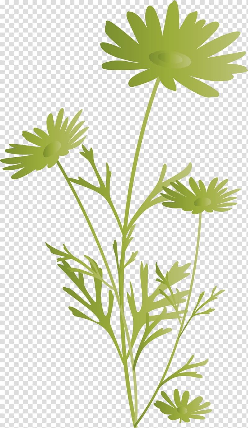 marguerite flower spring flower, Plant, Leaf, Chamomile, Herbal, Pedicel, Parsley Family, Plant Stem transparent background PNG clipart