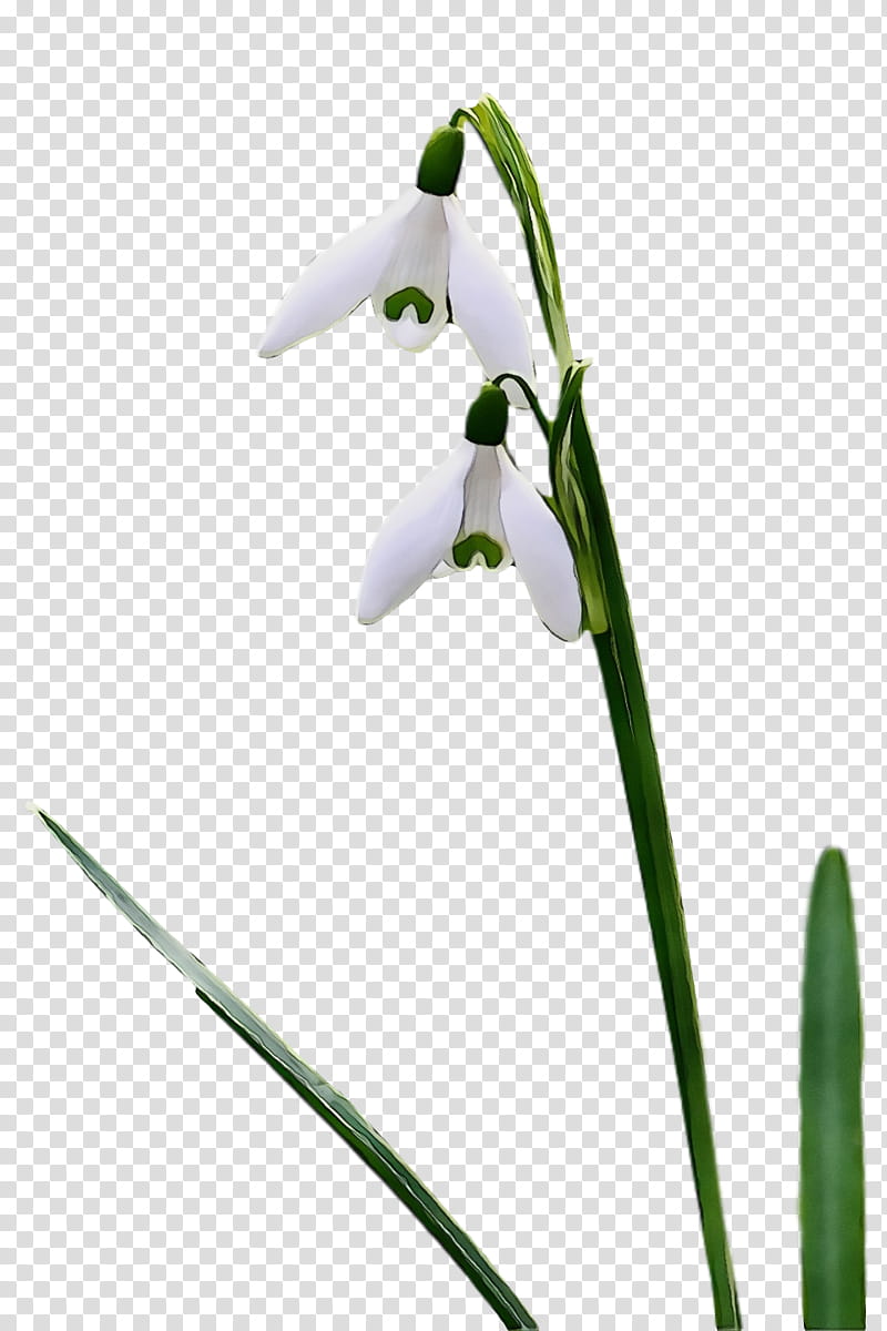 flower galanthus snowdrop plant plant stem, Spring
, Watercolor, Paint, Wet Ink, Summer Snowflake, Pedicel, Amaryllis Family transparent background PNG clipart