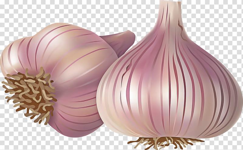 yellow onion red onion garlic purple onion transparent background PNG clipart