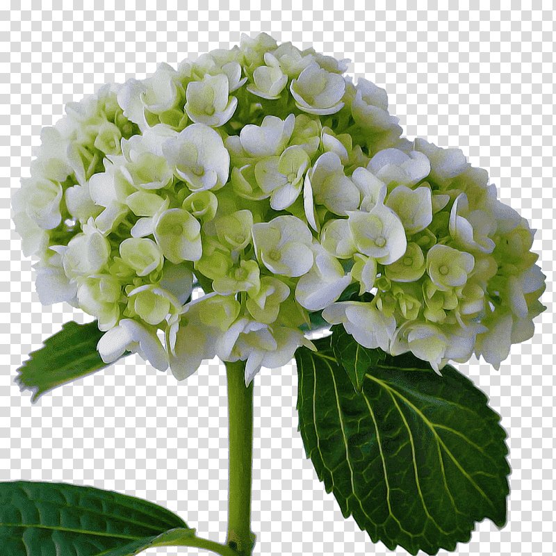 Floral design, Hydrangea, Cut Flowers, Cornales transparent background PNG clipart