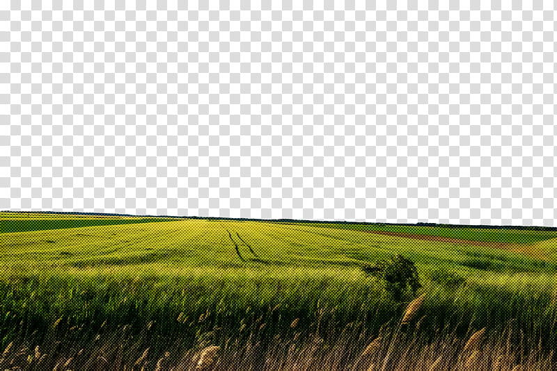 grassland steppe vegetation shrubland ecoregion, Plain, Farm, Landscape, Rural Area, Land Lot, Energy transparent background PNG clipart